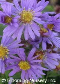 Aster laevis 'Bluebird'                    